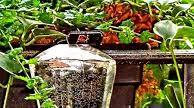 Hummingbird Nectar Hummingbird Nectar