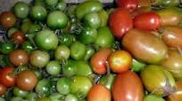 Green Tomato Chutney Green Tomato Chutney