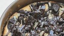 Cheesecake Factory Oreo Cheesecake Recipe Cheesecake Factory Oreo Cheesecake Recipe