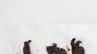 Best Beef Jerky Recipe Best Beef Jerky Recipe