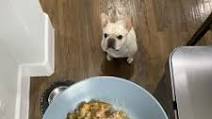 Homemade Slow Cooker Dog Food Recipe Homemade Slow Cooker Dog Food Recipe