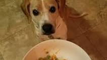 Homemade Crockpot Dog Food Homemade Crockpot Dog Food