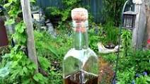 Italian Infused Oil Italian Infused Oil