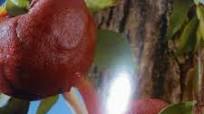 Manzanas con Chamoy Enchilado y Gusanitos de Goma Manzanas con Chamoy Enchilado y Gusanitos de Goma
