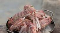 Mantis Prawns Steamed In Beer: Bi Bi Hap Beer Mantis Prawns Steamed In Beer: Bi Bi Hap Beer