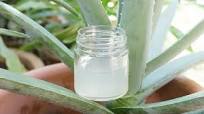 How to Make Aloe Vera Gel at Home From Scratch How to Make Aloe Vera Gel at Home From Scratch