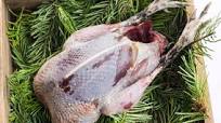 How to cook grouse How to cook grouse