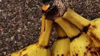 What to Do With Ripe Bananas: 10 Healthy Recipes and Tips What to Do With Ripe Bananas: 10 Healthy Recipes and Tips