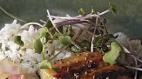 Miso-Marinated Sablefish Miso-Marinated Sablefish