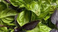 How to Dry Basil - Using An Oven or Dehydrator How to Dry Basil - Using An Oven or Dehydrator