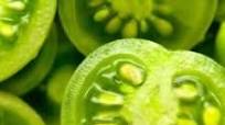 Can You Freeze Green Tomatoes? Easy Guide to Freeze Green Tomatoes Can You Freeze Green Tomatoes? Easy Guide to Freeze Green Tomatoes