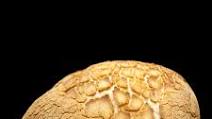 Tiger Bread Tiger Bread